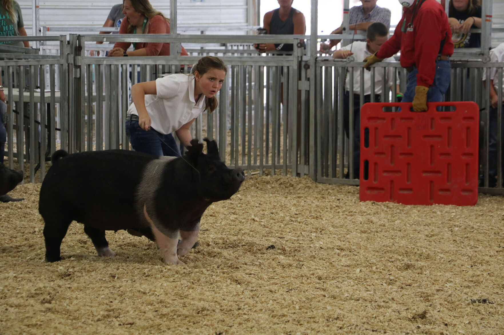 PHOTOS: Pig Showmanship